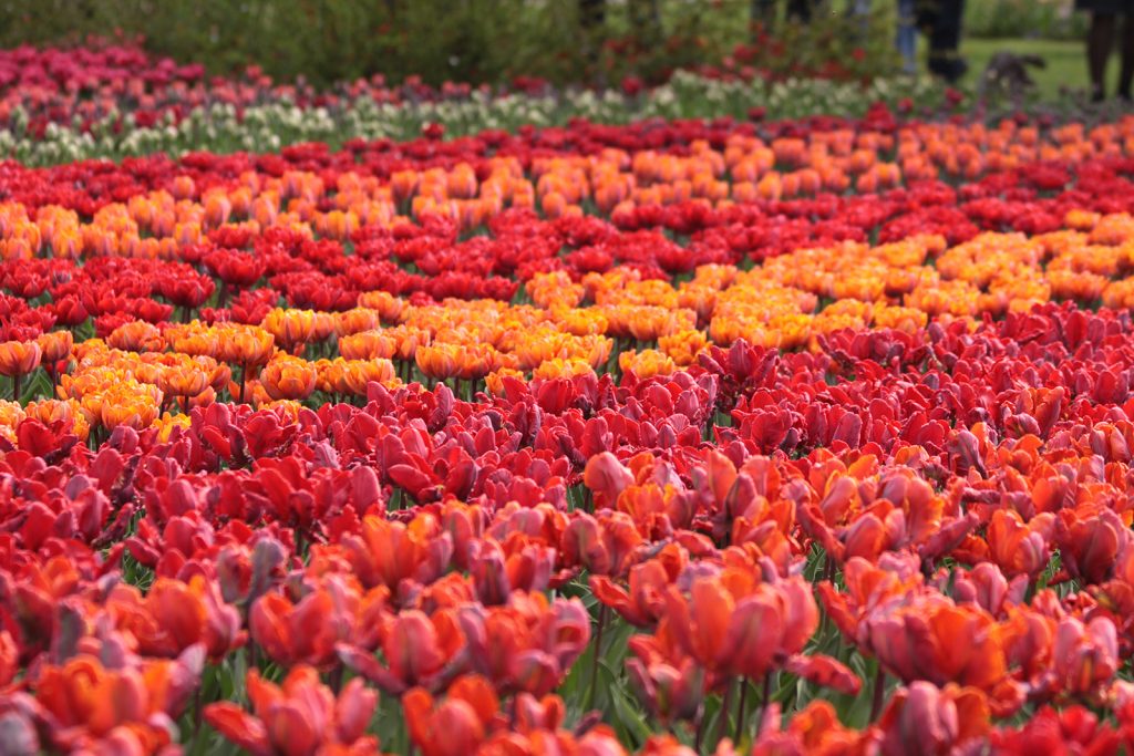 Es ist Tulpenzeit im «Keukenhof»