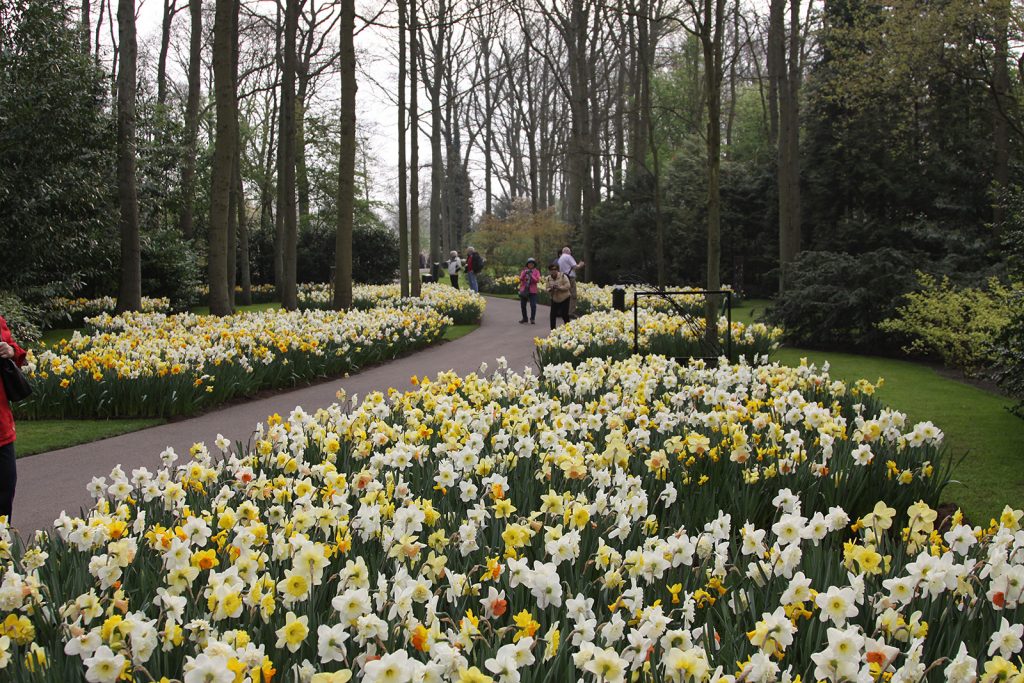 Am frühen Morgen ist der Keukenhof noch sehr idyllisch