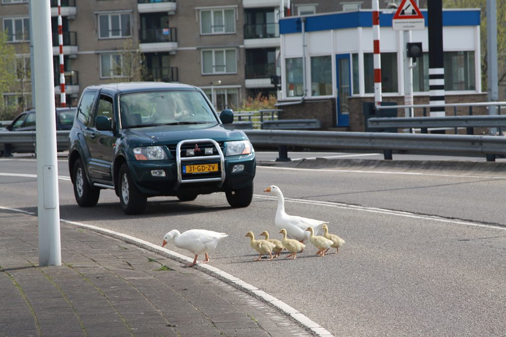 Und da ist sie schon: Familie Gans beim Überqueren der Strasse