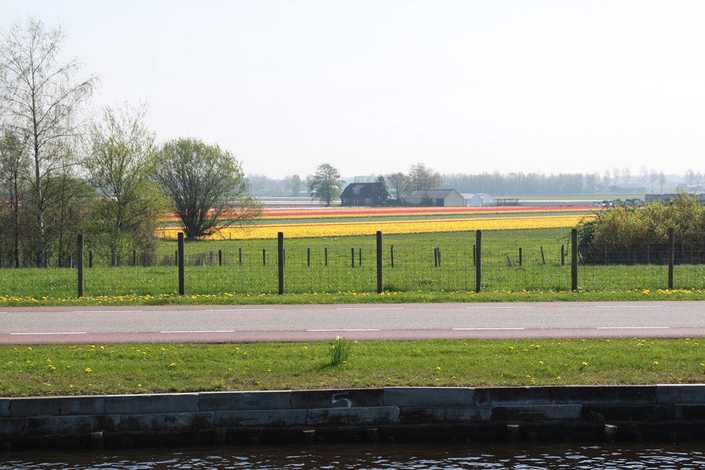 Entlang den blühenden Tulpenfeldern