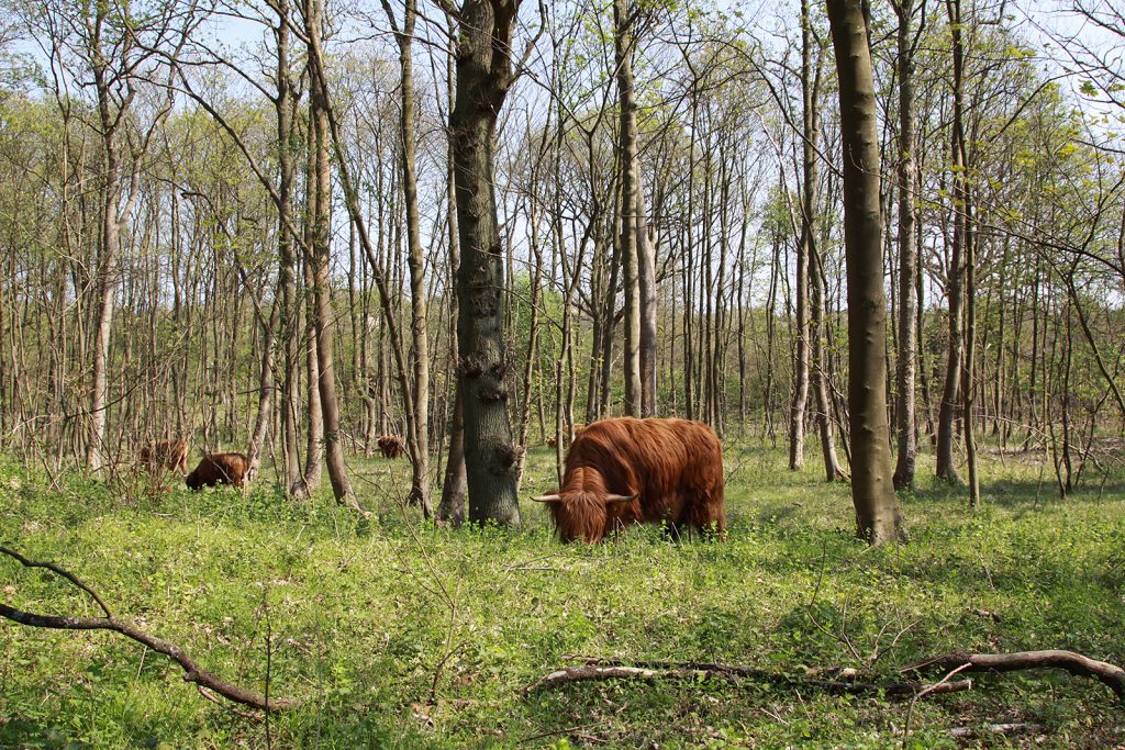 Schottische Hochlandrinder im Nationalpark Kennemerland