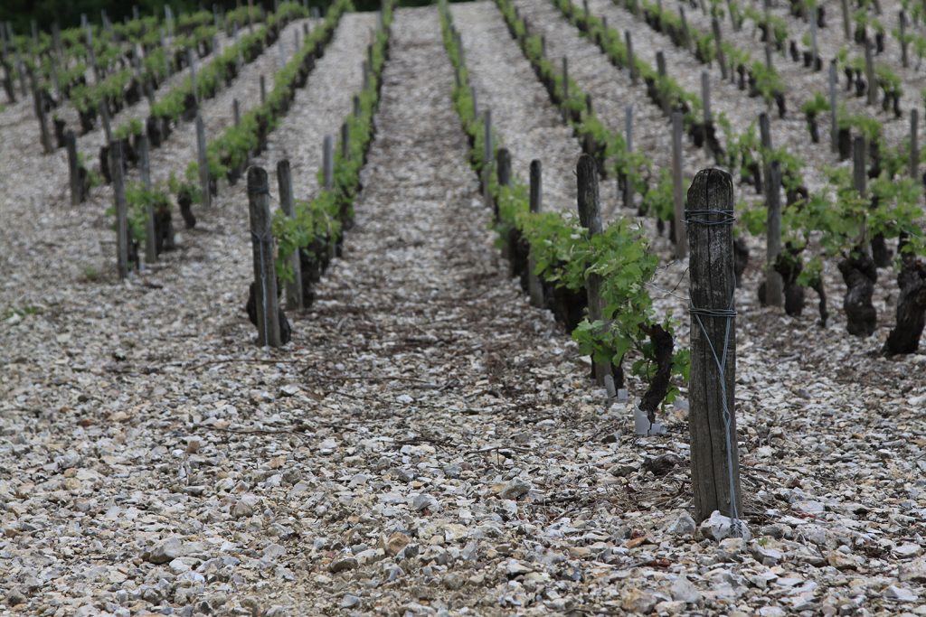 Idealer Boden für die Sancerre-Weine