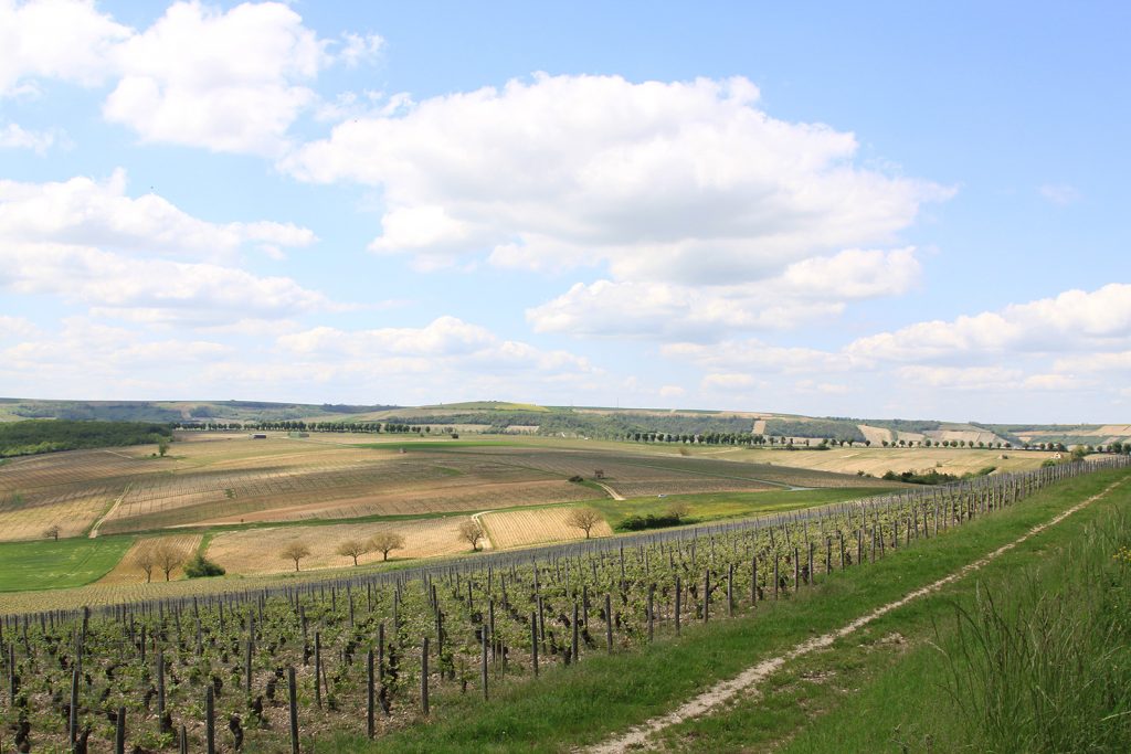 Die Rebberge von Sancerre