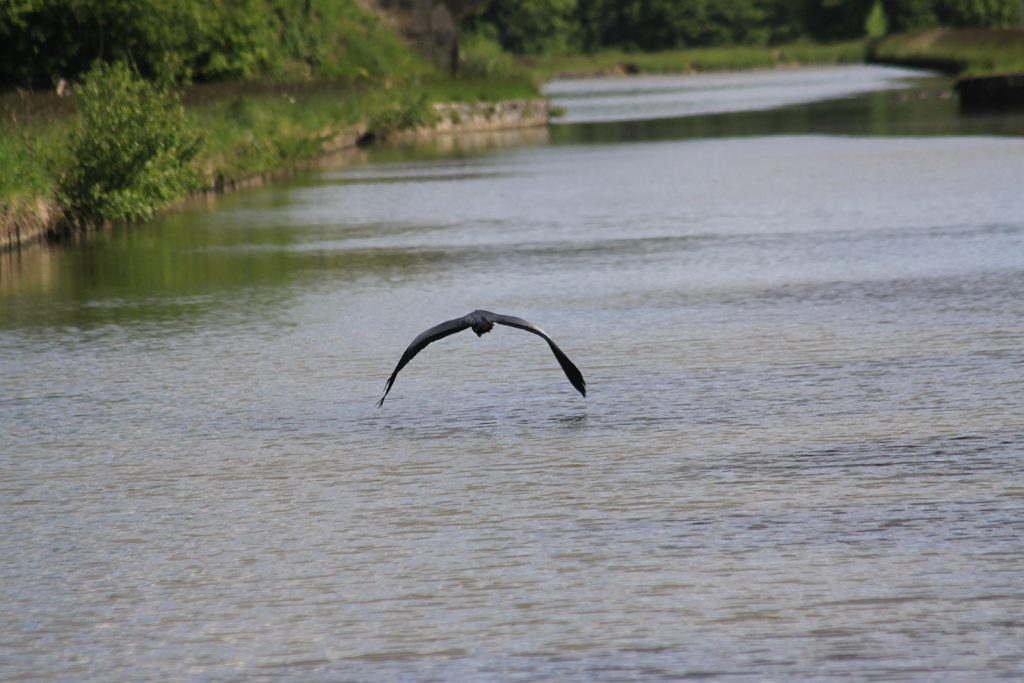 Fischreiher