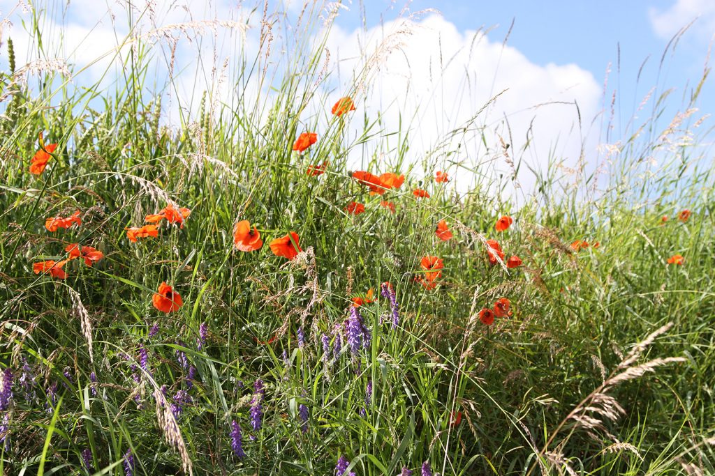 Die Picardie wird auch «Le pays du cocquelicot» (Mohnblumenland) genannt