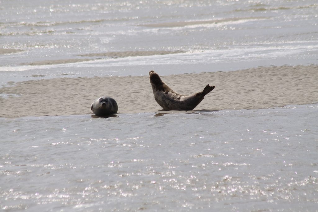 Robben in der Baie de Somme