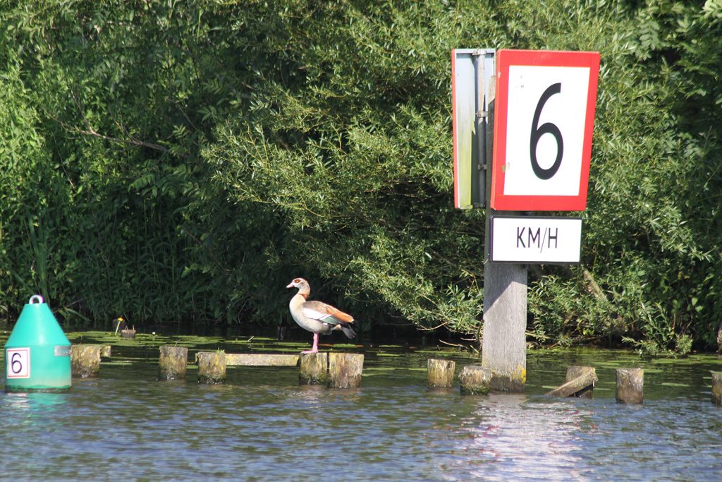 Rostgans oder Nilgans?