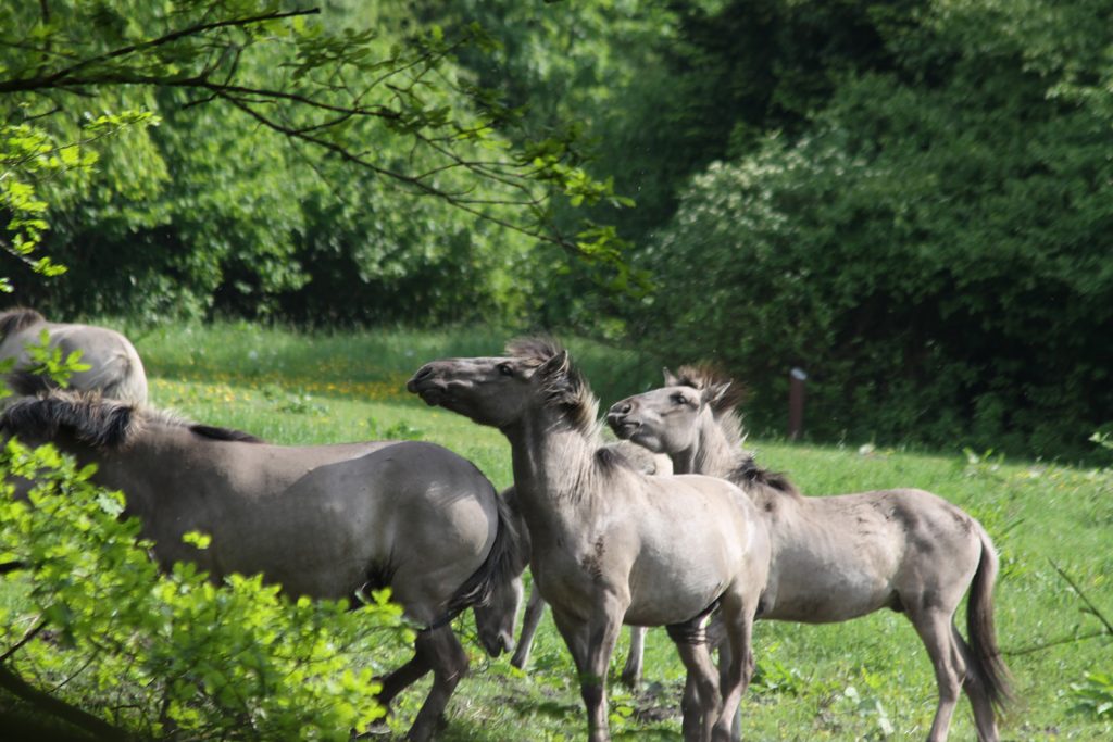 Wildpferde im Hessepark