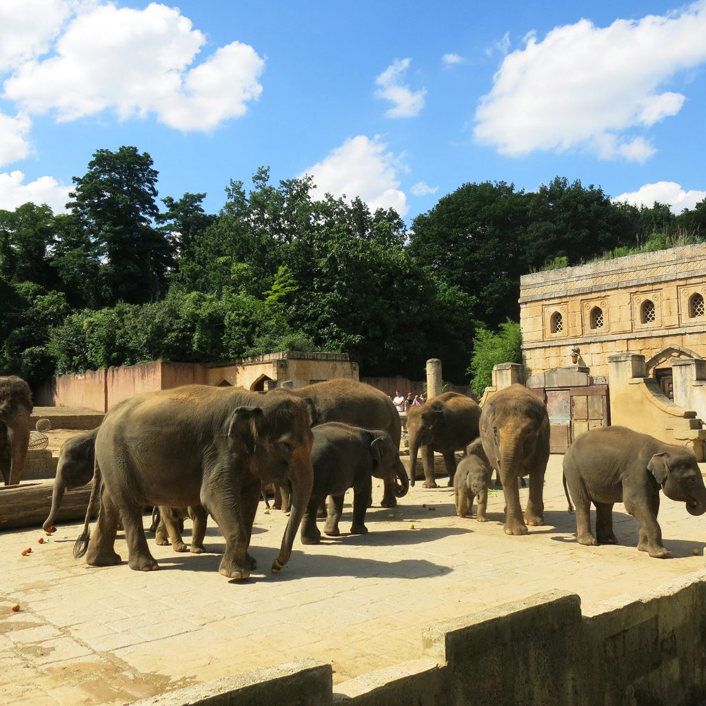 Elefantenherde im Zoo Hannover