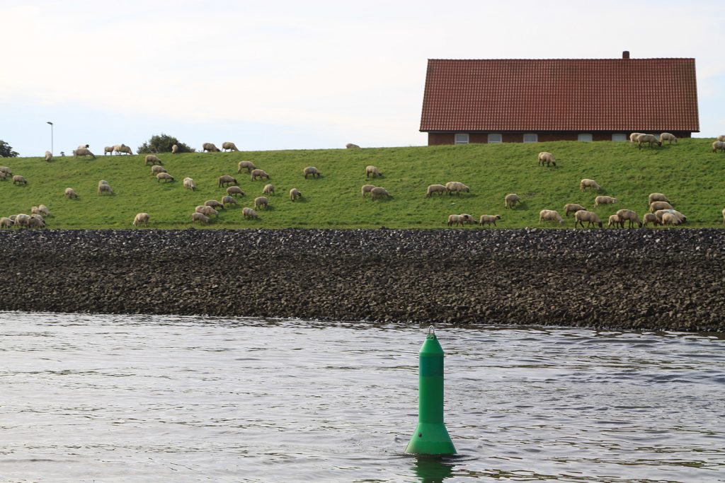 Schafe auf dem Elbdeich