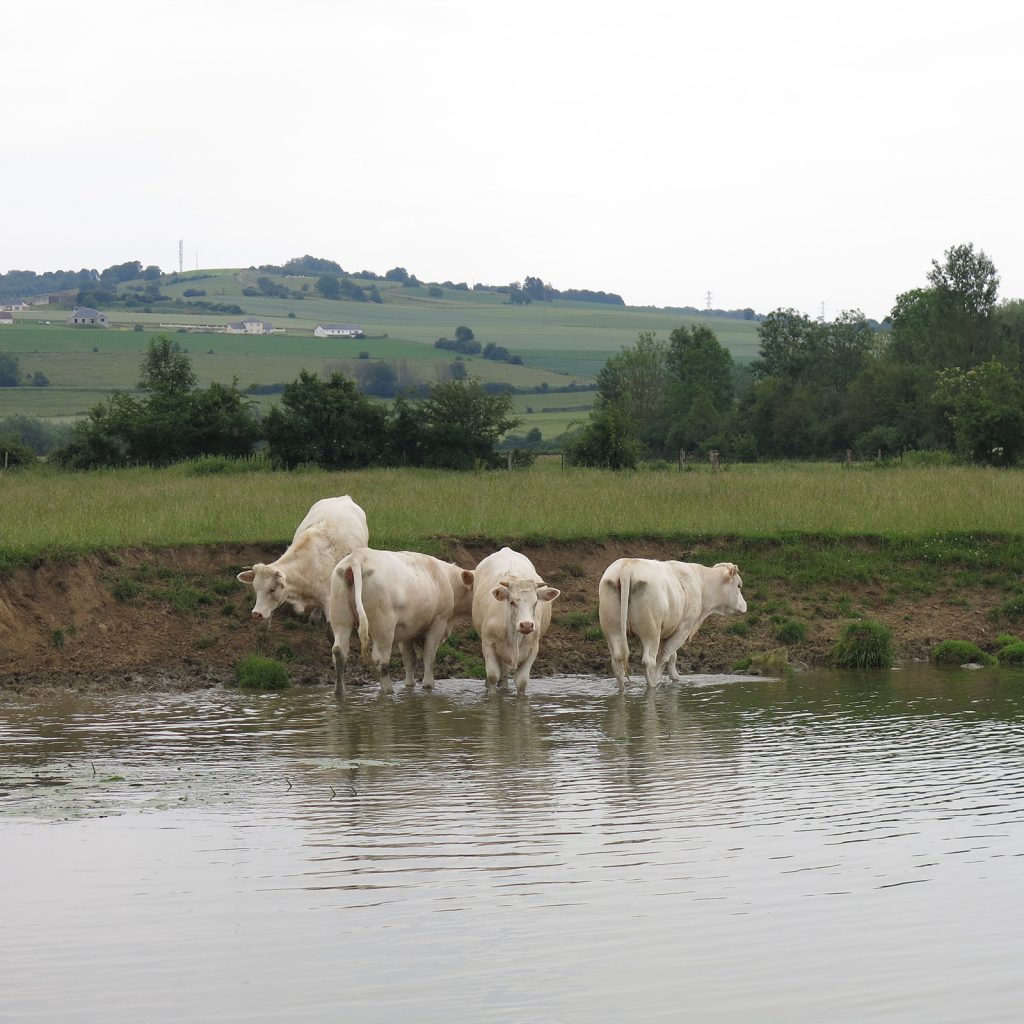 Idyll an der Maas